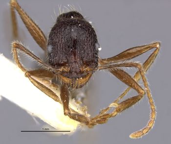 Media type: image;   Entomology 30825 Aspect: head frontal